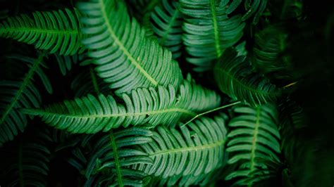 1000+ Green Leaves Pictures .